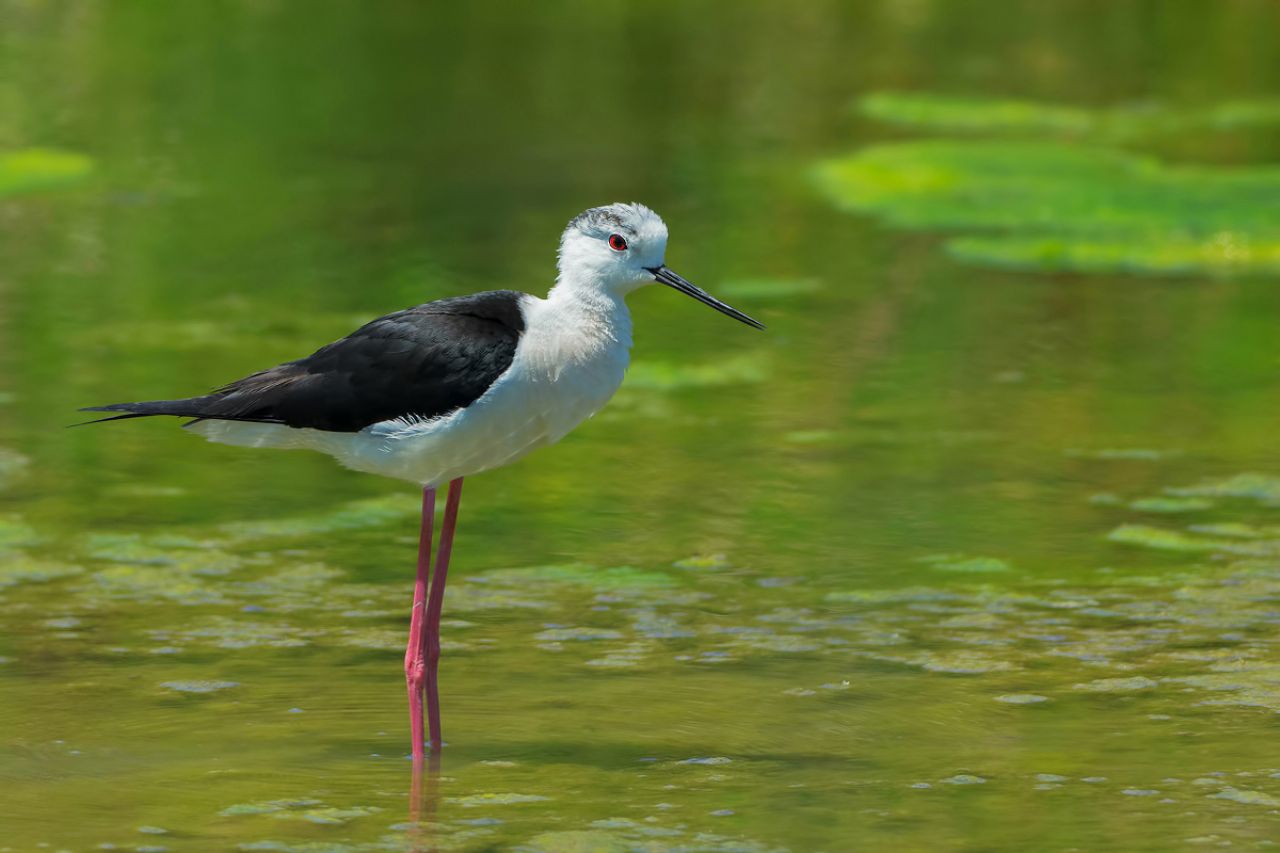 Cavaliere d Italia (Himantopus himantopus)